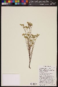 Cryptantha pterocarya image