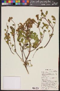 Phacelia crenulata var. ambigua image