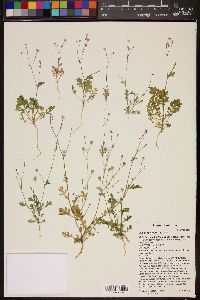 Gilia scopulorum image