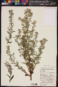 Johnstonella racemosa image