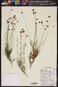 Thelesperma longipes image