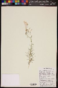 Ipomopsis longiflora image