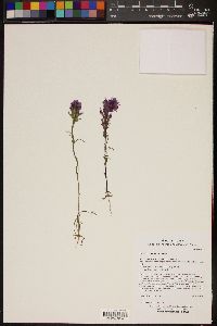 Castilleja exserta subsp. exserta image