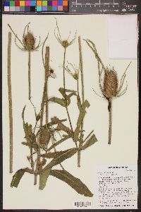 Dipsacus fullonum image