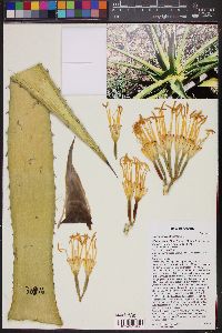 Agave chrysantha image