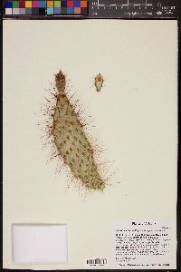 Opuntia polyacantha image