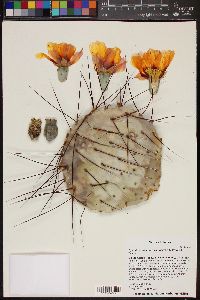 Opuntia azurea var. parva image
