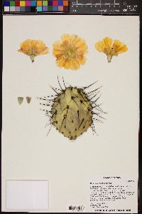 Image of Opuntia atrispina