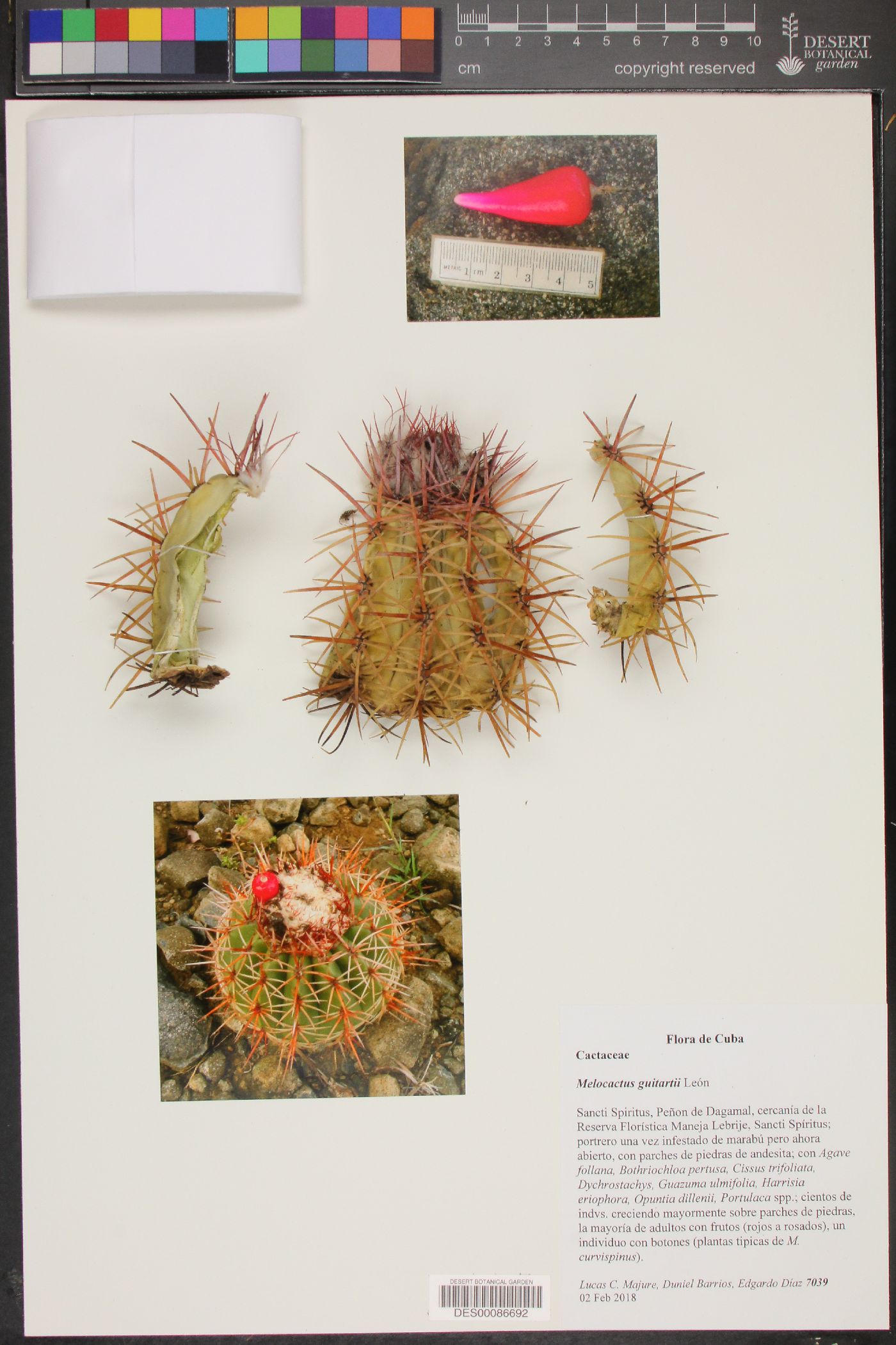 Melocactus curvispinus subsp. curvispinus image