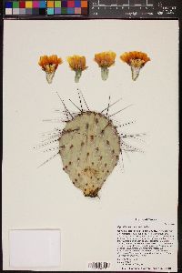 Opuntia macrocentra image