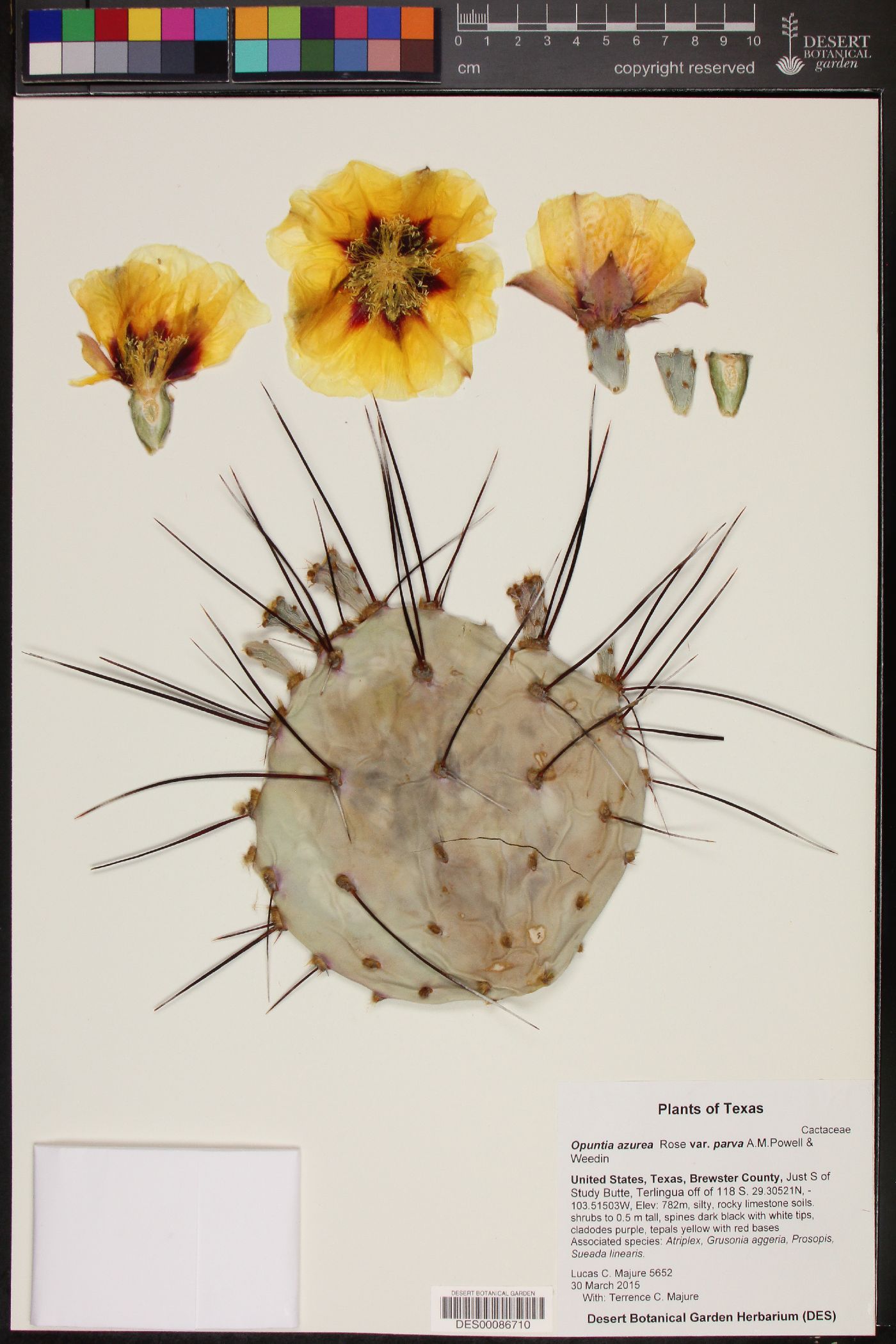 Opuntia azurea var. parva image