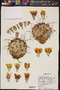 Opuntia spinosibacca image