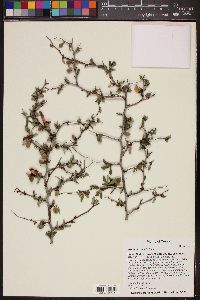 Prunus texana image