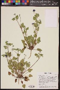 Erodium texanum image