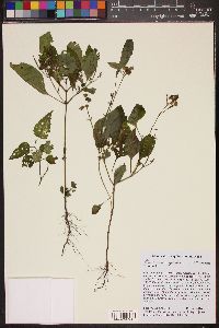 Image of Ocimum campechianum