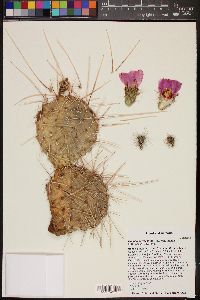 Opuntia polyacantha var. nicholii image