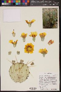 Image of Opuntia chisosensis