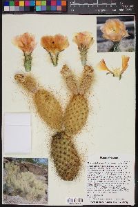 Opuntia diploursina image