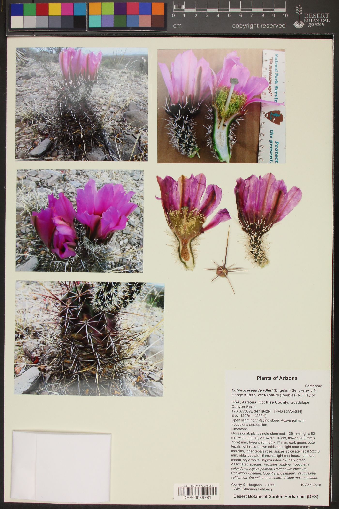 Echinocereus fendleri subsp. rectispinus image