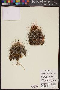 Echinocereus fendleri subsp. rectispinus image