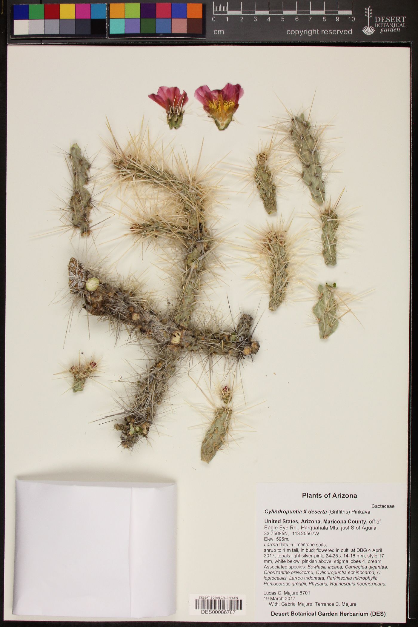 Cylindropuntia X deserta image