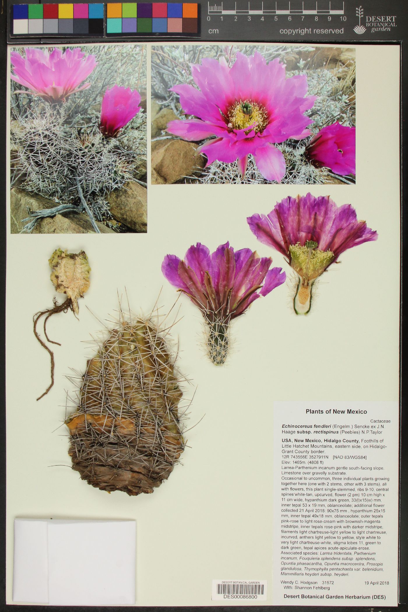 Echinocereus fendleri subsp. rectispinus image