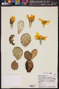 Opuntia macrorhiza image