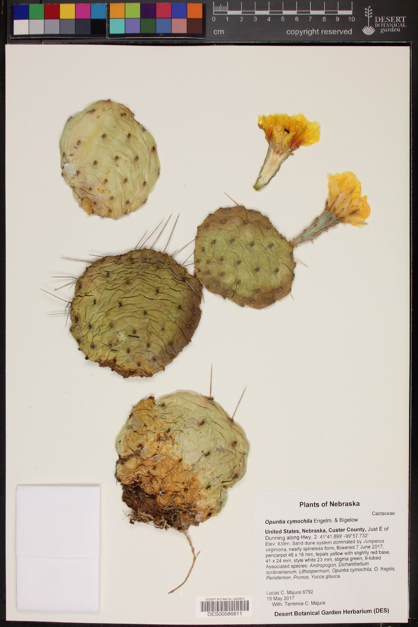 Opuntia cymochila image