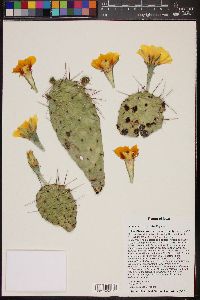 Opuntia macrorhiza image