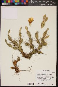 Opuntia fragilis image