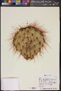 Opuntia × curvispina image