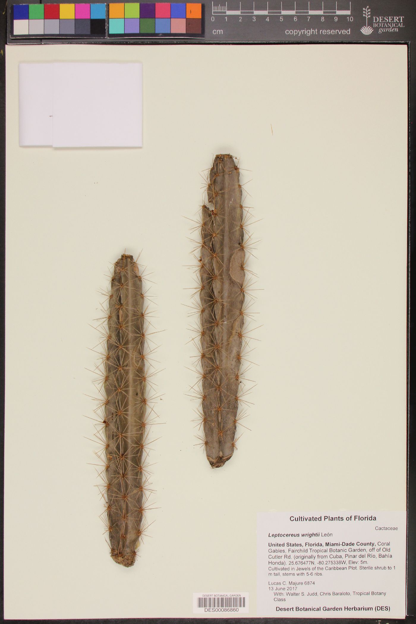 Leptocereus wrightii image
