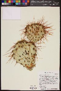 Opuntia × curvispina image