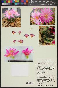 Mammillaria blossfeldiana image