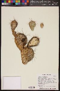 Opuntia polyacantha image