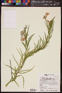 Chilopsis linearis image