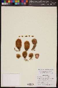 Mammillaria brachytrichion image