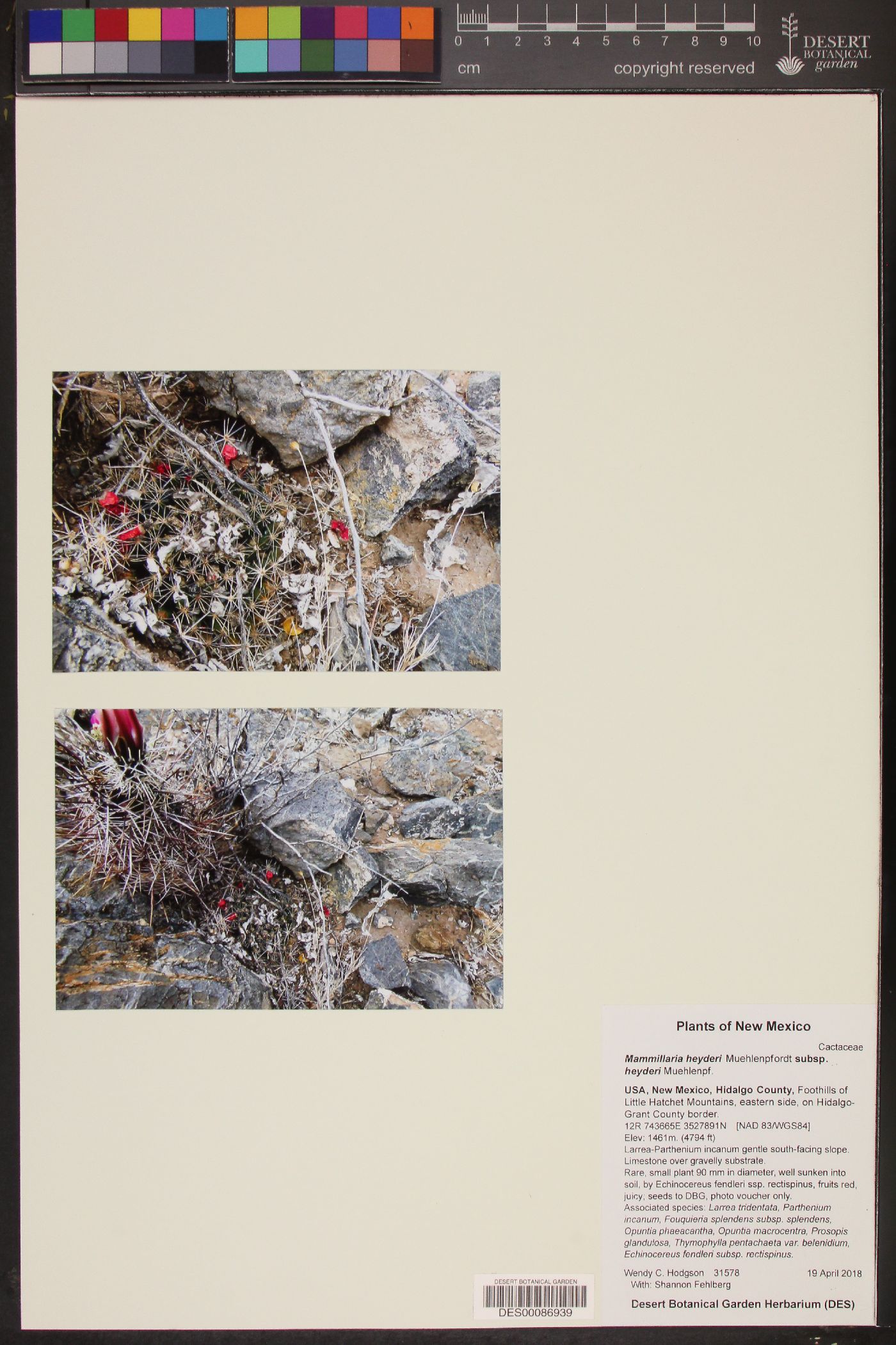 Mammillaria heyderi subsp. heyderi image