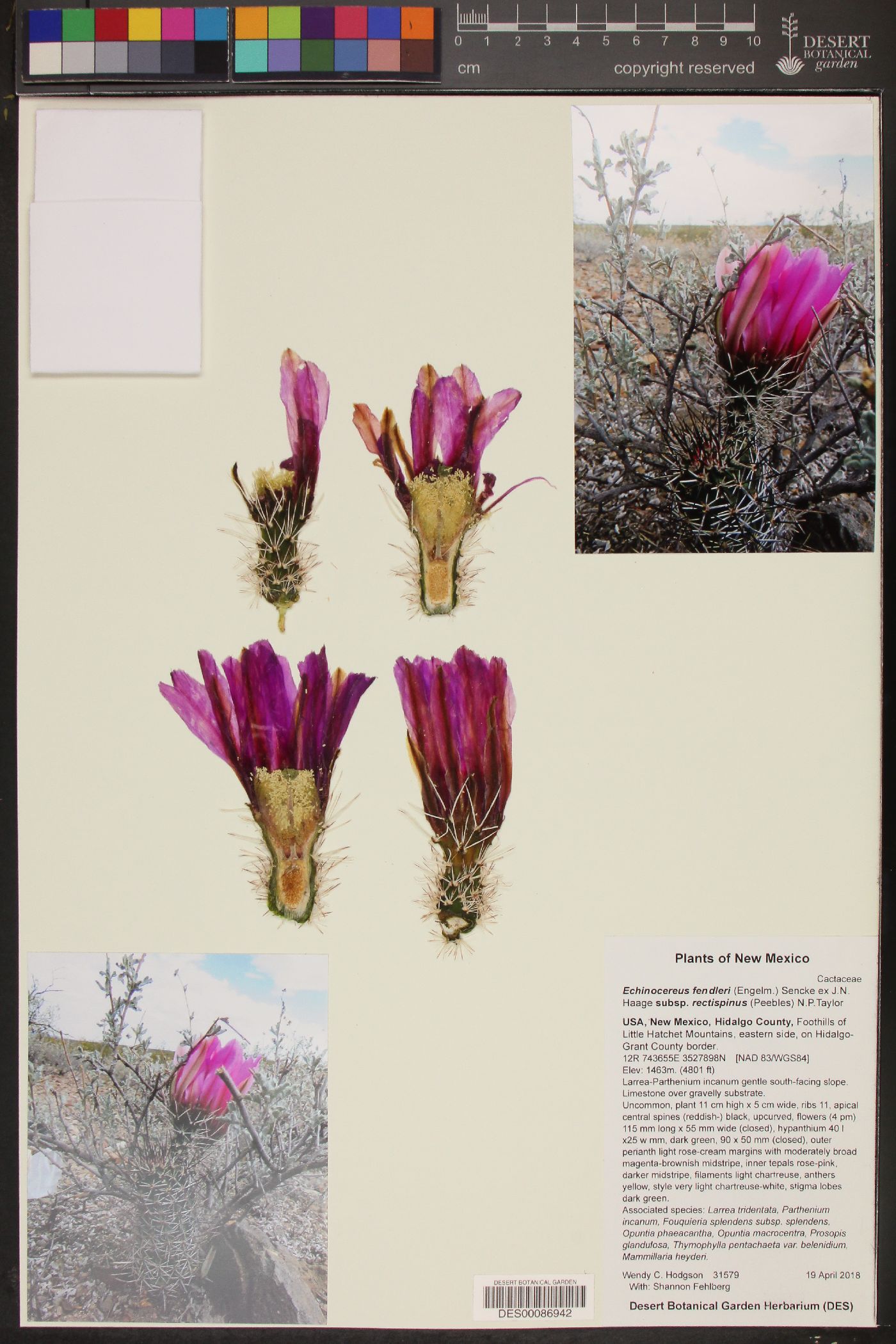 Echinocereus fendleri subsp. rectispinus image