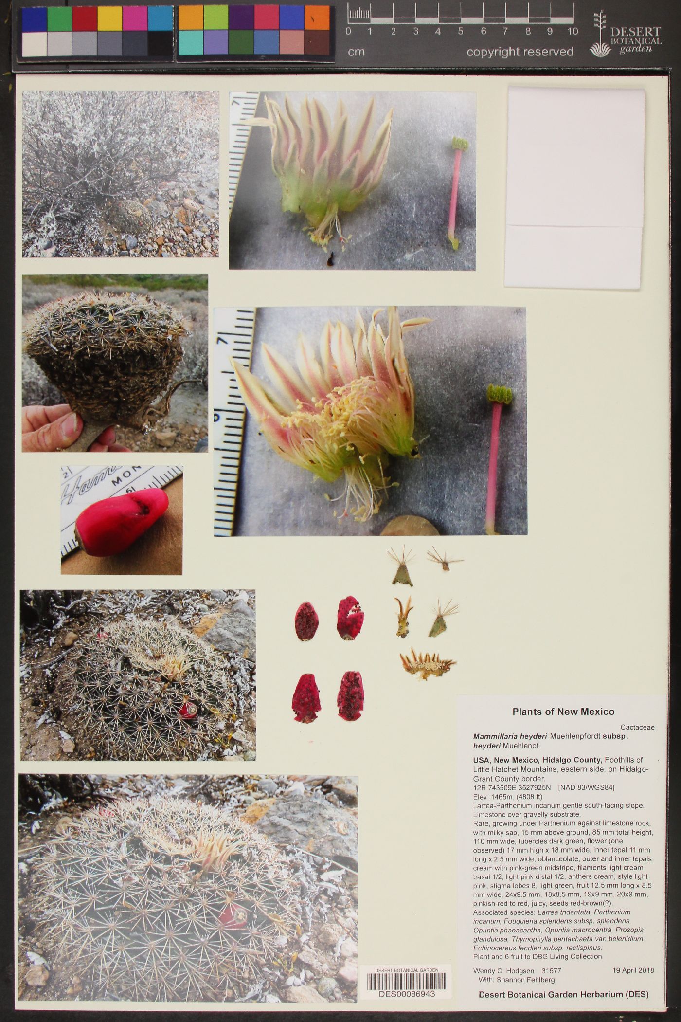 Mammillaria heyderi subsp. heyderi image