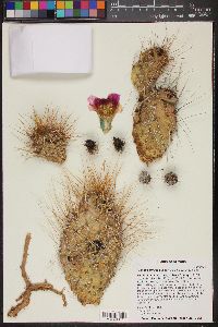 Opuntia polyacantha image