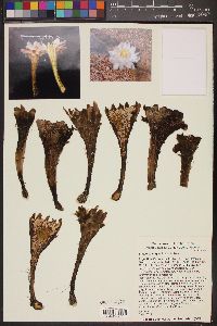 Stetsonia coryne image