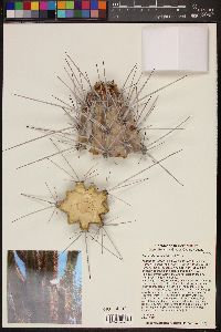 Stetsonia coryne image
