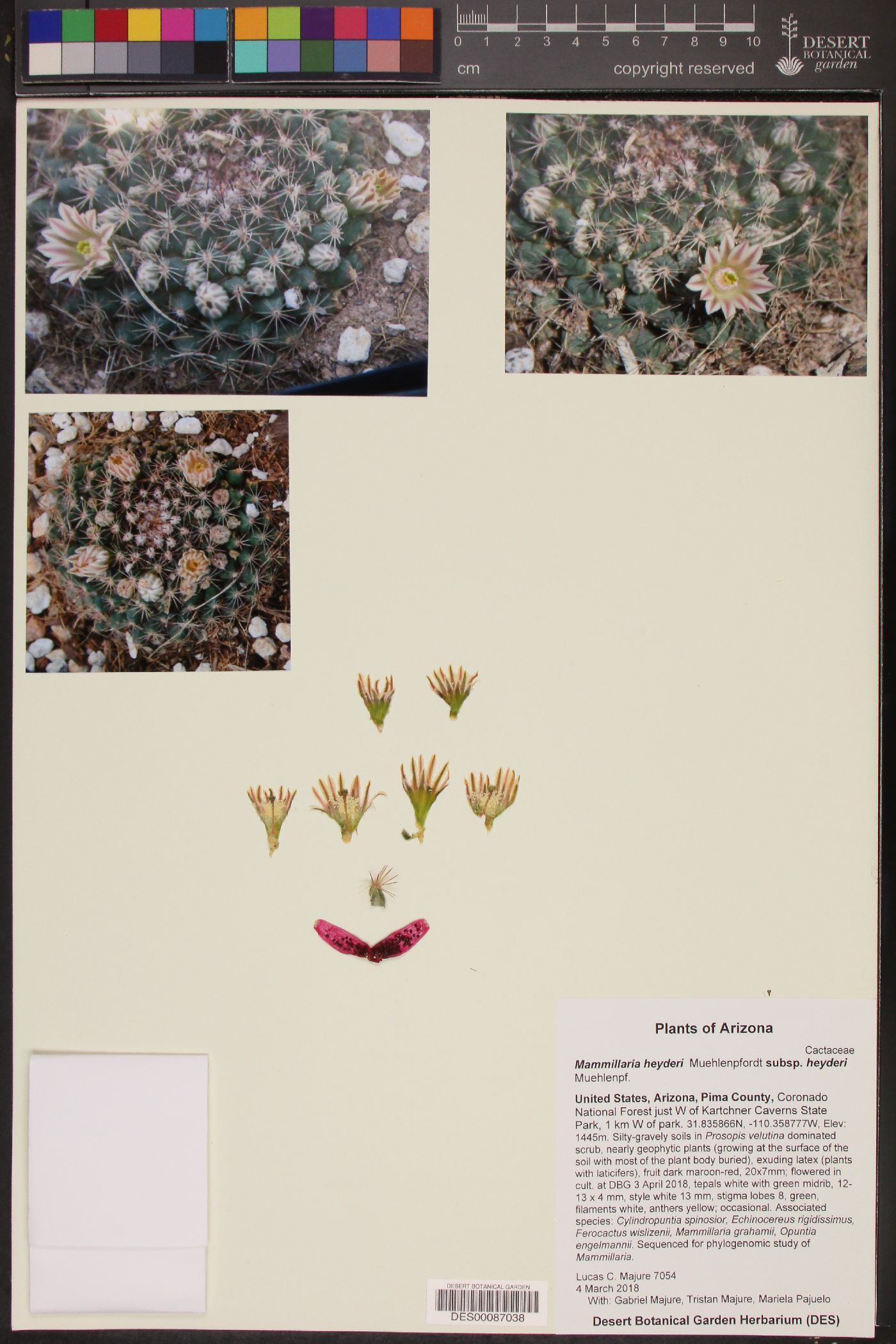 Mammillaria heyderi subsp. heyderi image