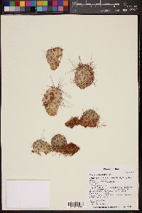 Opuntia polyacantha image