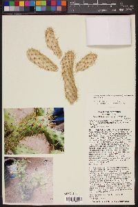 Cylindropuntia alcahes subsp. alcahes image