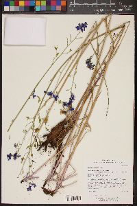 Delphinium scaposum image