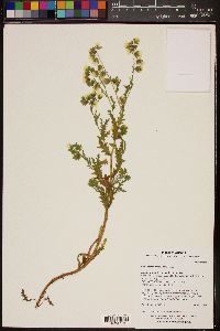 Emmenanthe penduliflora image