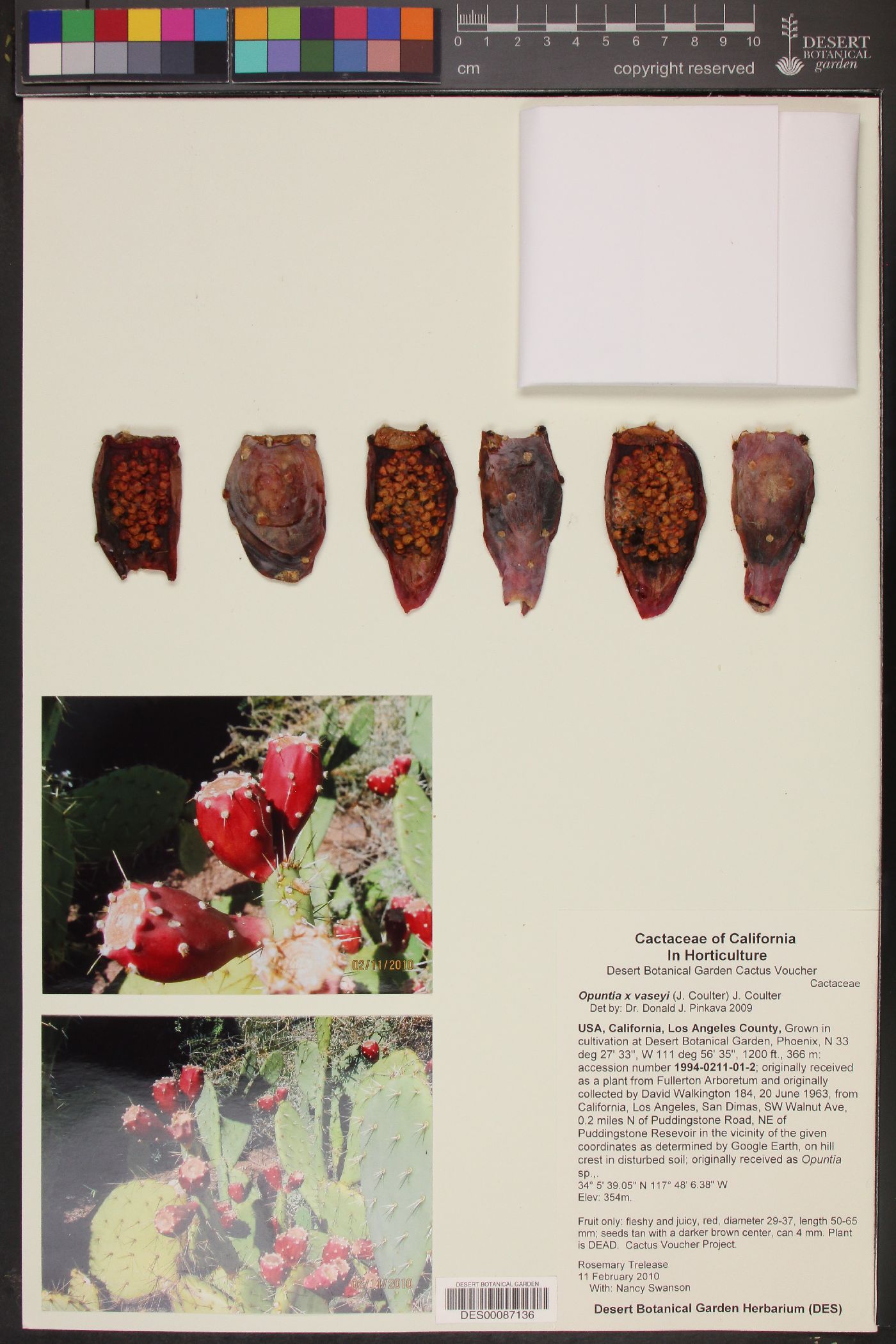 Opuntia x vaseyi image