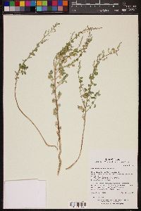 Image of Chenopodium sonorense